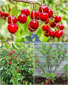 Red Barbados Cherry Grafted Plant - Dwarf Variety Sweet Fruit Tree Height 50cm, Pack Of 1 Plant