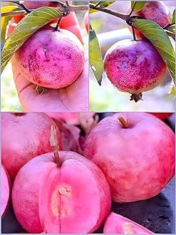 PAJUSDYASI -Rare Tropical Testy Red Amrood Guava Fruit Plant Dwarf Healthy Live Plant for Home Garden Tree pack of 1