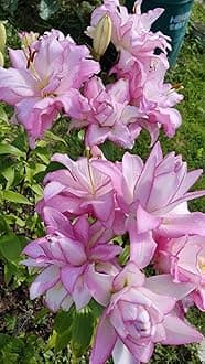 SVG® Double Oriental Lily Flower Bulbs for Home and Gardening, pack of 5 Bulbs (LITE VIOLET)