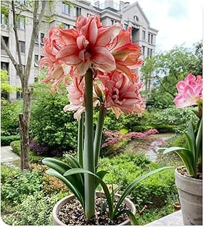 Amarylli Planting Pots to Grow to Grow Surprise Fall or Spring Indoor or Outdoor Professional-4bulbs-b