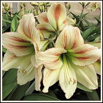 Ornaments Amaryllis Bulk Enjoyable Balcony Decoration,Fast Grow-3bulbs-L
