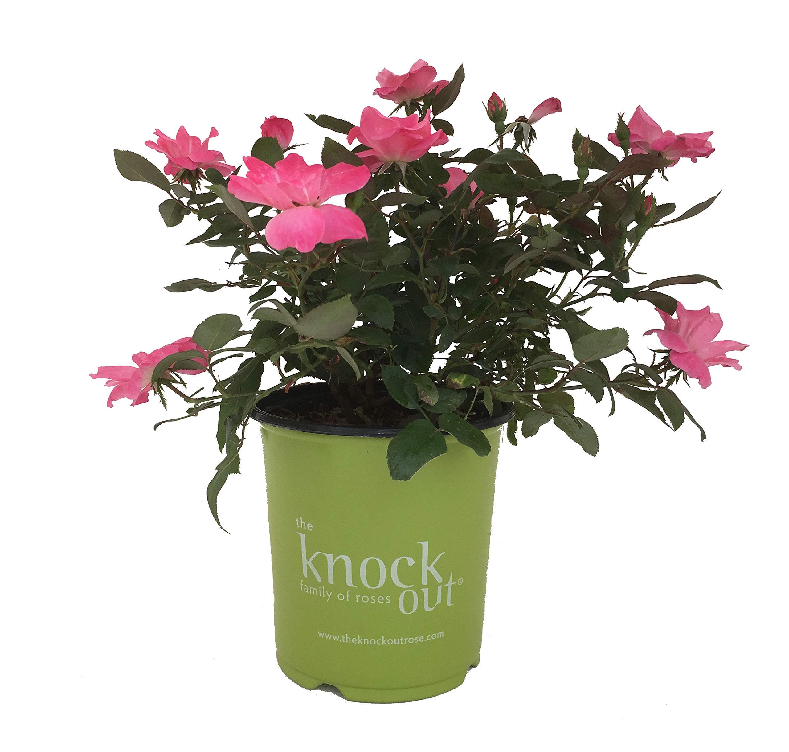 Star Rose Knockout Pink Knockout