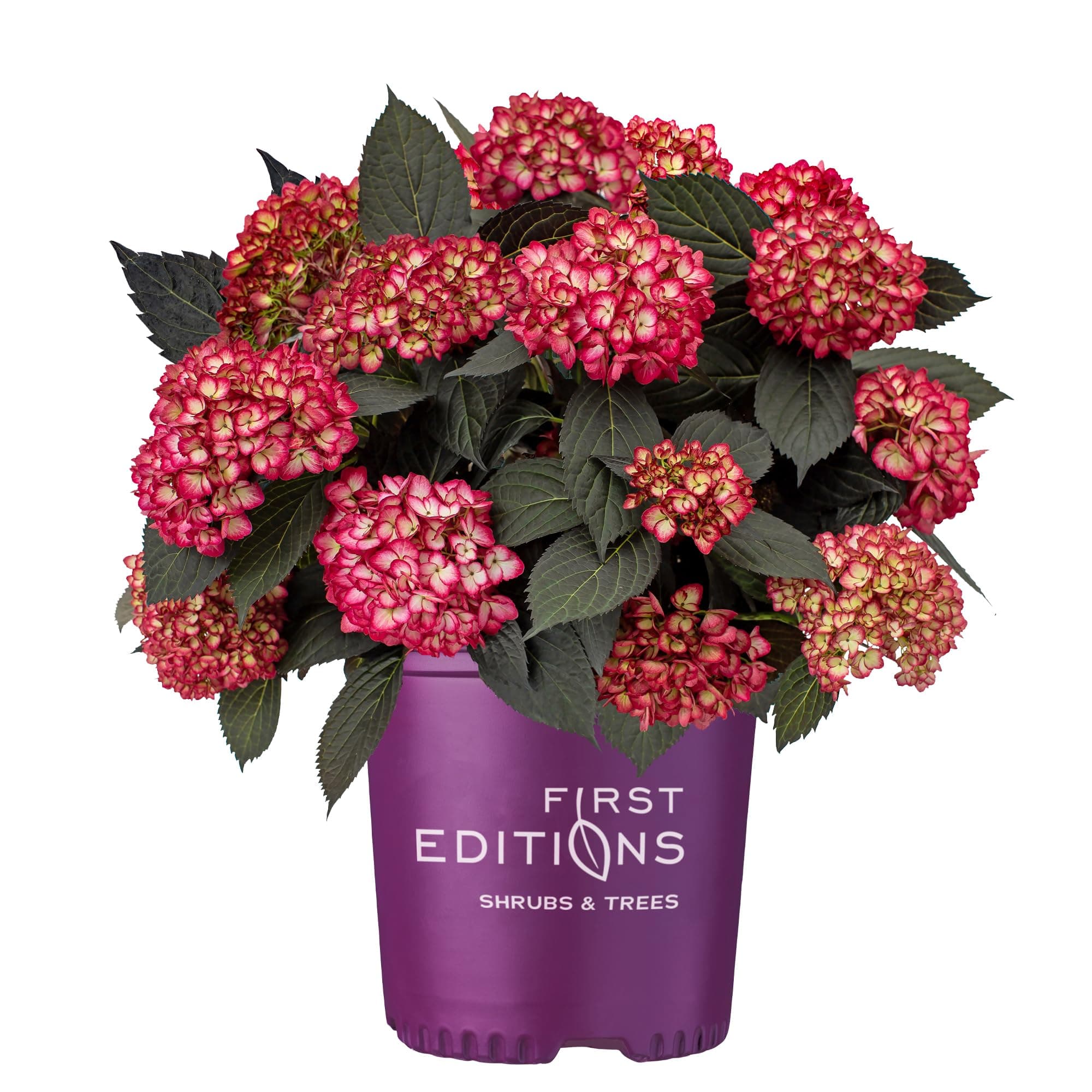First Editions 2g Eclipse Hydrangea