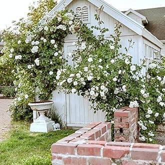 Climbing Rose in 2 Litre Pot - Golden, Pink, Red, White and Orange - Excellent Rose for Walls, Pillars Trellises and Arches (White)