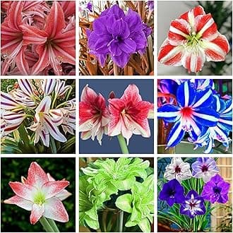 Garden (Amaryllis for Planting) Indoor or Outdoor Simple to Grow Pots to Grow Surprise to Grow Fall or Spring Amaryllis for Sale-1 Bulb-U