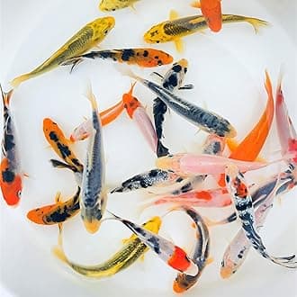 Toledo Goldfish Standard Fin Koi, Variety of Colors and Patterns - Beautiful Live Fish Perfect for Ponds, Tanks, and Aquariums - 3-4 Inches, 5 Count