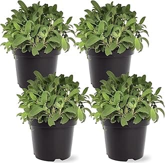The Three Company Live Aromatic and Edible Herb - Sage (4 Per Pack), Supports Memory and Brain Health, 8" Tall by 4" Wide in 1 Pint Pot