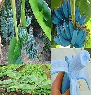Oxiflora®Blue Banana Tissue CultureSuper hybrid Fruit Plant - 1 Healthy Live 'Banana Fruit Plant' in Nursery Grow Bag for Home Garden…