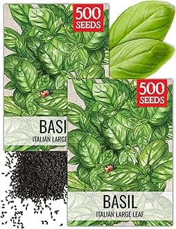 Seed Needs Basil Seeds for Planting Italian Large Leaf Herbs - Non-GMO Heirloom & Untreated - Grow an Indoor or Outdoor Home Grown Herb Garden (2 Packs)
