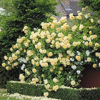 Gorgeous Fragrant Yellow Climbing Rose Plant in A 3 Lt Pot for Outdoor Planting, Garden Wall, Arches & Pillars