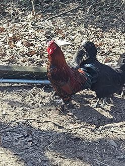 6 Bantam Chicken Hatching Eggs