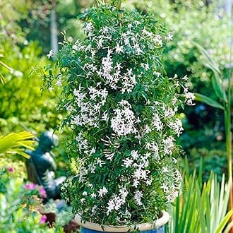 Jasminum Starry Starry Summer Night | Climbing Jasmine Plant | Hardy Plants Outdoor Garden Ready | Hardy Flowering Shrub | Climbing Plants Outdoor | Flowering Garden Plant (9cm Pot, 20-30cm)