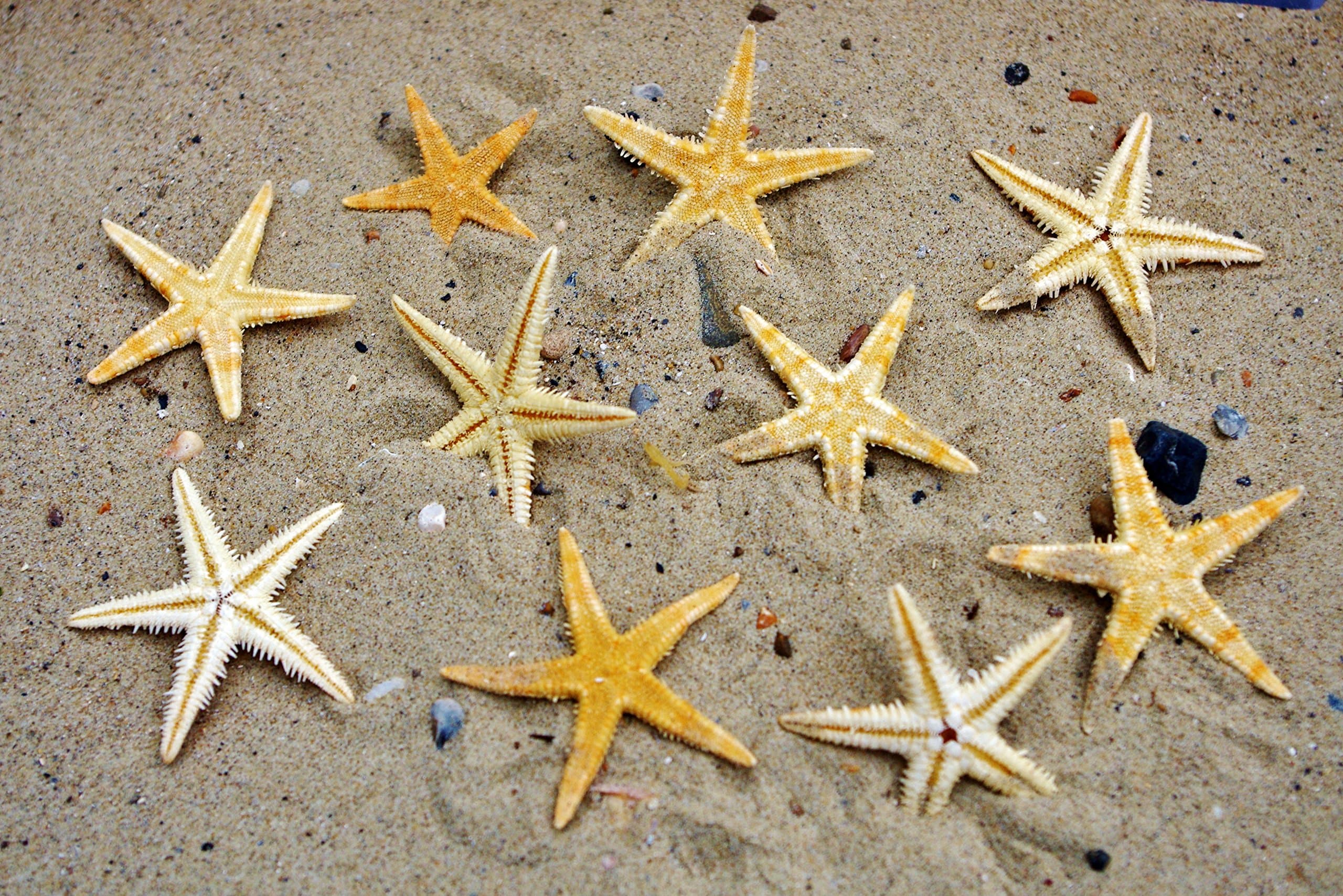 10 Flat Natural Starfish
