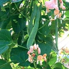 Runner Bean Celebrat