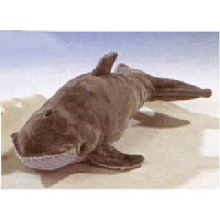 Leosco Humpback Whale