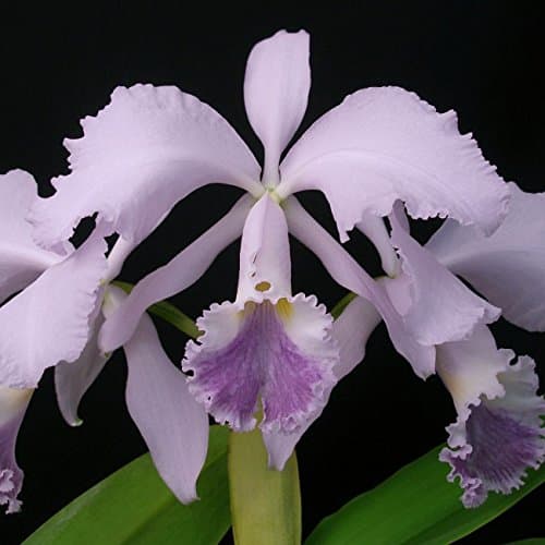 CATTLEYA DENISE COERULEA