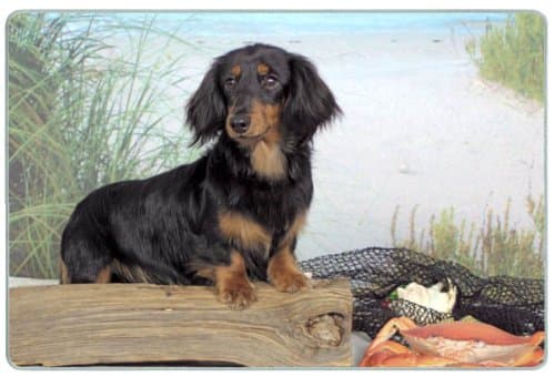 Dachshund Cutting Board - Small