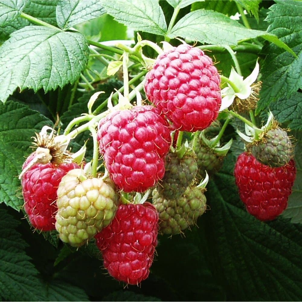 RASPBERRY Octavia 5 canes in 3L pot