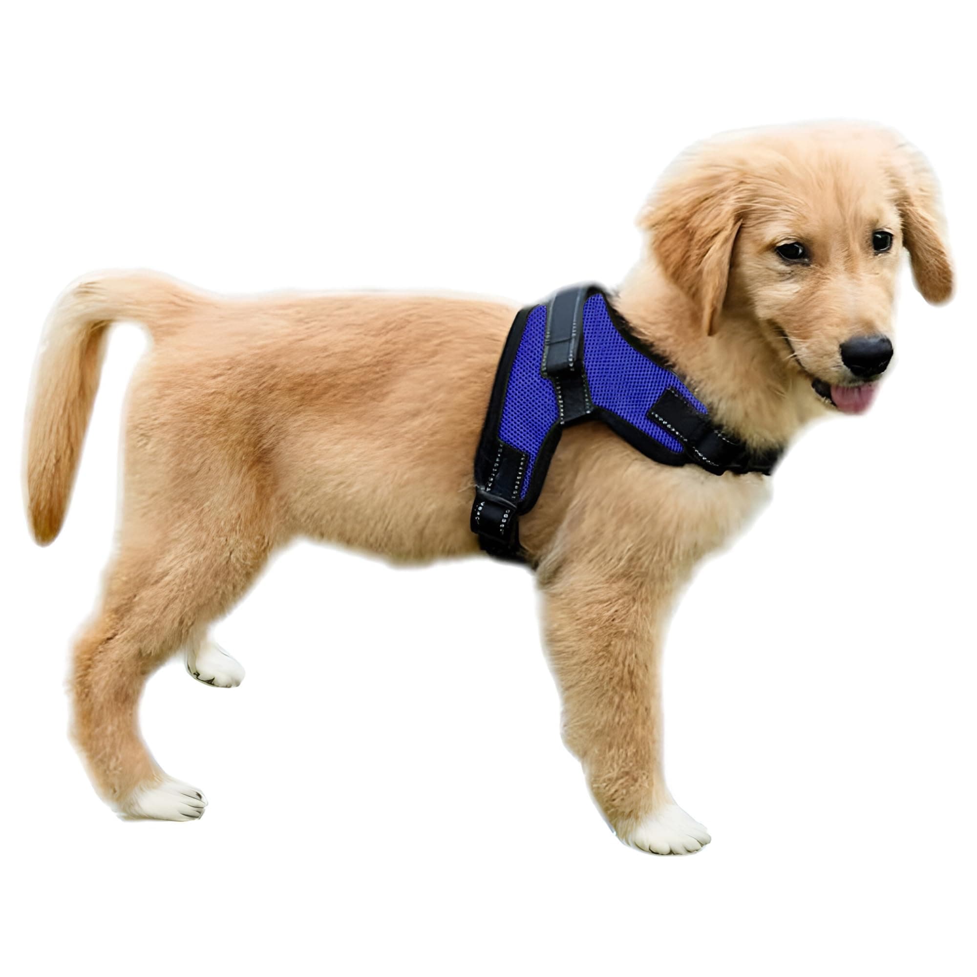 Copatchy No Pull Adjustable Reflective Dog Harness with Handle (Small, Blue)
