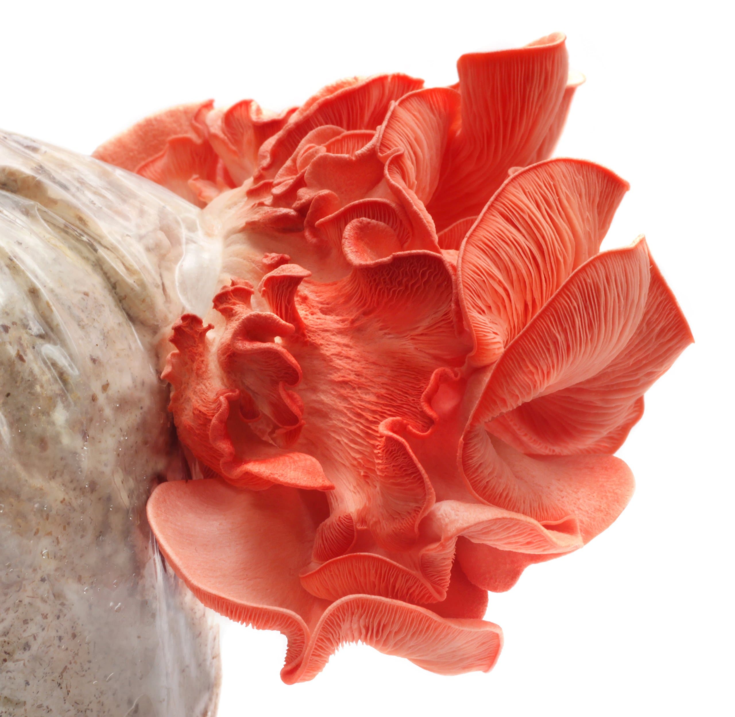 Pink Oyster Mushroom Plug Spawn 50 count